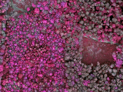 multispectral, cir, nir, las, forest, podczerwien, multispektralny, micasense, sequoia