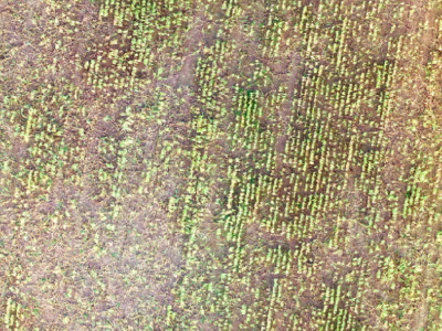 kukurydza, corn, damage, szkody, wyleganie, zwierzyna, game, analysis, szacowanie, klęska