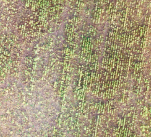 Szacowanie szkód w uprawach z wykorzystaniem WebODM i QGIS